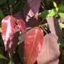 Ficus sp.(T29) Brown leaf