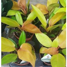 Филодендрон Принц оранжевого / Philodendron Prince Of Orange