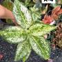 Aglaonema  3 diamonds A-4
