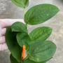 Rhaphidophora celatocaulis (Philippines)