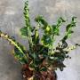 Codiaeum Lak Chai