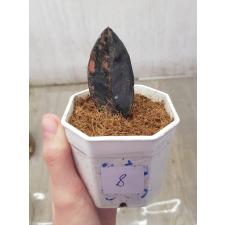 Zamioculcas zamiifolia black variegated (1 leaves) НОМЕР 8