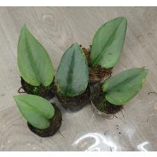 scindapsus moonlight S pot 300p 
