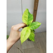 Bunchosia argentea variegated (Peanut Butter Fruit) 29