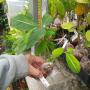 Syngonium wendlandii Orm Ped (Trilobe leaf)