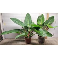 Philodendron Imperial Green (L)