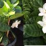 Gardenia taitensis 'Heaven Scent' (Compact) (round leaf).
