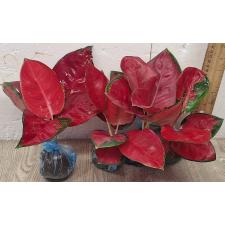 Аглаонема Суксом Японг / Aglaonema Suksom Jaipong A-85