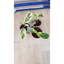 Stephanotis Alpine Variegated стакан