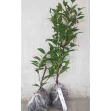 Syzygium paniculatum (orange leaf) 430