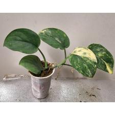 Scindapsus sp variegated 012