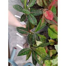 Aglaonema Khoo Ballang (Pink Midvein) 22