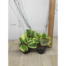 Hoya kerrii var.albo-marginata 