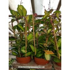 Hoya Australis 'lisa' 12 см горшке на опоре