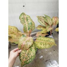 Aglaonema Orange Gold star