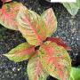 Aglaonema  Laksub-red A-140