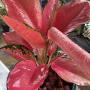 Aglaonema  Chang Dang - Pink  A-25