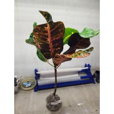 Codiaeum Matchawan 43 M