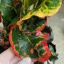 Codiaeum Fantastic Four.