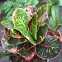 Codiaeum Klong Mai