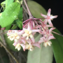 Hoya padangensis                193