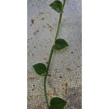 Рафидофора Хайи варегатная срез / Rhaphidophora hayi variegated