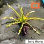 Codeium C-5 Sung thong