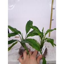 Spathiphyllum (T02) variegated 560/1