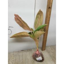 Aglaonema Pinky Banana A-48