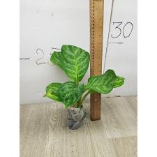 Aglaonema Toon graw A-46