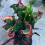 Codiaeum Mhuen Paew
