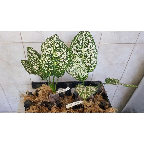 Аглаонема Морадок Лок (гибрид короткостебельный) (Гиганская форма) / Aglaonema Moradok Lok (Giant form)(brevispathum hybrid)