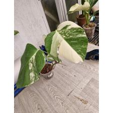 monstera deliciosa variegata albo М 3200р