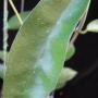 Hoya graveolens (long leaf) easy to bloom Thailand              577