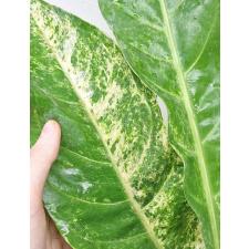 Антуриум Хукери варегатный / Anthurium Hookeri variegated