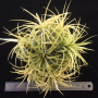T. ionantha 'Druid' m