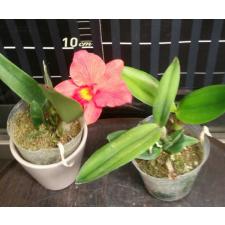 Каттлея Орпетии х Кэттлиантe Кэнди Болл / C.Orpetii x Ctt. Candy Ball