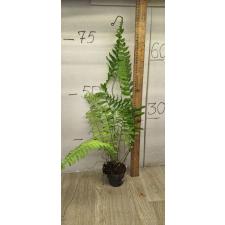 nephrolepis Cordifolia (thailand long) 3+ лист жесткий