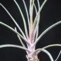 T. ' Mali Dofitas' (caput-madusae x bulbosa) (M) 49
