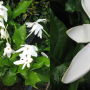 Gardenia Nitida