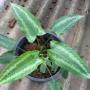 Schismatoglottis sp.(T01)