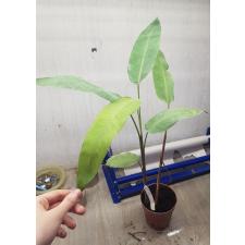 Heliconia rostrata 125 по 2500р
