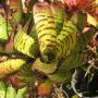 Neoregelia carcharodon 'Tiger' (L) (Bromeliad) 202