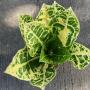 Codiaeum Siam Harmonius (yellow form)