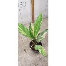 Anthurium variegated sp 3