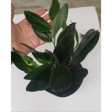 scindapsus sp. 'blue velvet 12 cm по 1100р