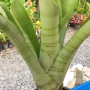 Aechmea 'Brillig'(M).