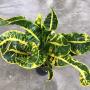 Codiaeum Ih Naow (yellow).