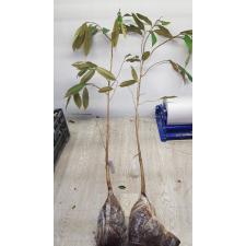 Дуриан цибетиновый "Мусанг Кинг" (Малазия)(Привитый) / Durio zibethinus 'Musang King' (Malaysia) (grafted)