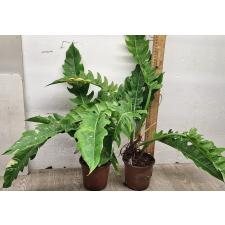 Филодендрон Кольцо огня / philodendron ring of fire